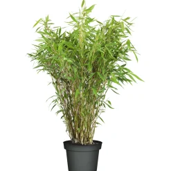 Plantiflor Gartenbambus Fargesia Schirmbambus Topf Durchmesser 23 cm