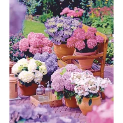 Plantiflor Gartenhortensie Topf Durchmesser 23 cm