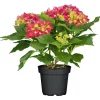 Plantiflor Gartenhortensie Macrophylla Topf- Durchmesser 17 cm