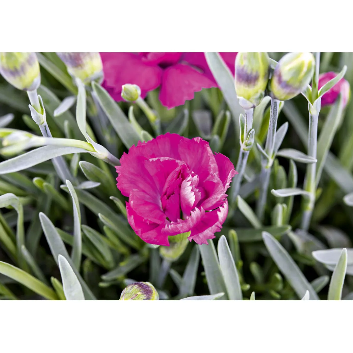 Plantiflor Garten-Nelke Topf Durchmesser 12 cm