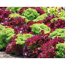 Plantiflor Gemüsejungpflanzen 6er-Pack