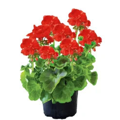 Plantiflor Geranie stehend im Topf Durchmesser 10,5 cm