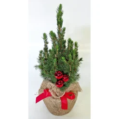 Plantiflor Geschmückte Zuckerhutfichte 25 cm