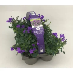 Plantiflor Glockenblume 6er-Pack