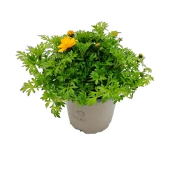 Plantiflor Goldmarie T10,5