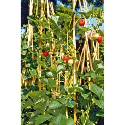 Plantiflor Gourmetkräuter Klettererdbeere Topf 12 cm