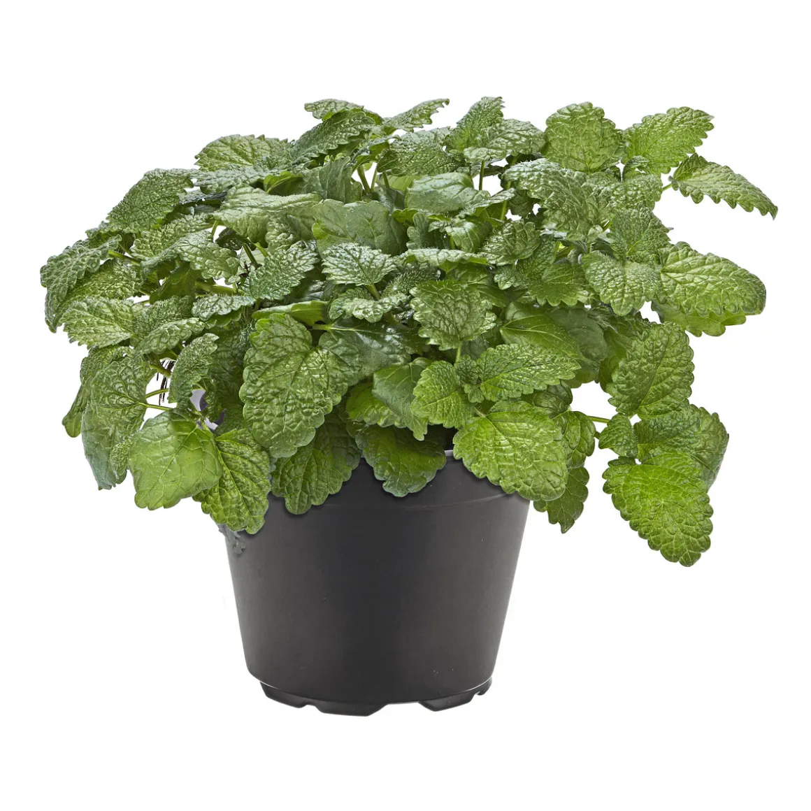 Plantiflor Gourmetkräuter Melisse im Topf Durchmesser 12 cm