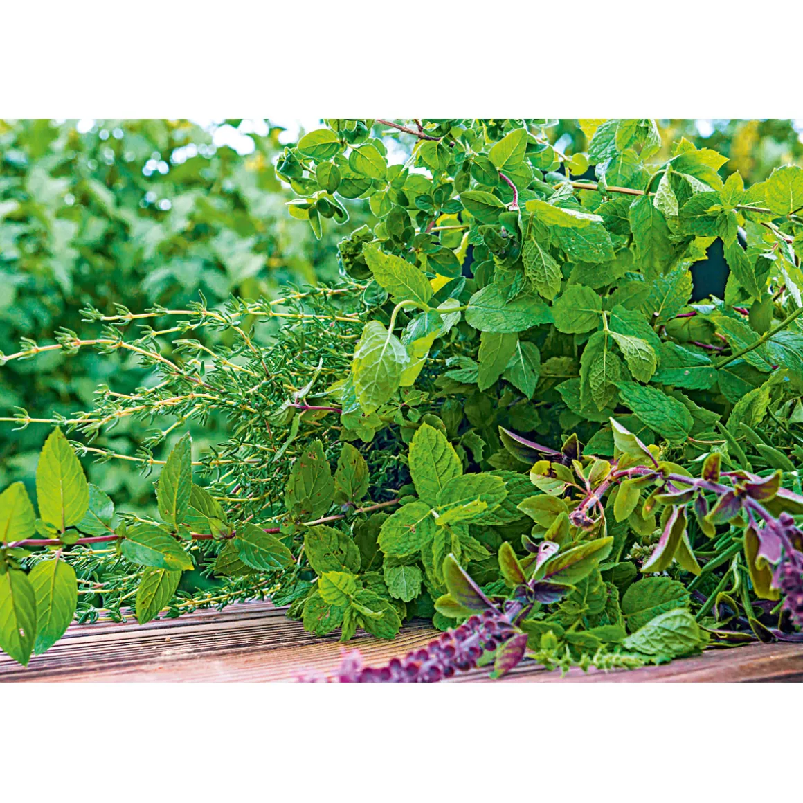 Plantiflor Gourmetkräuter Melisse im Topf Durchmesser 12 cm