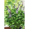 Plantiflor Gourmetkräuter Strauchbasilikum Topf Durchmesser 12 cm
