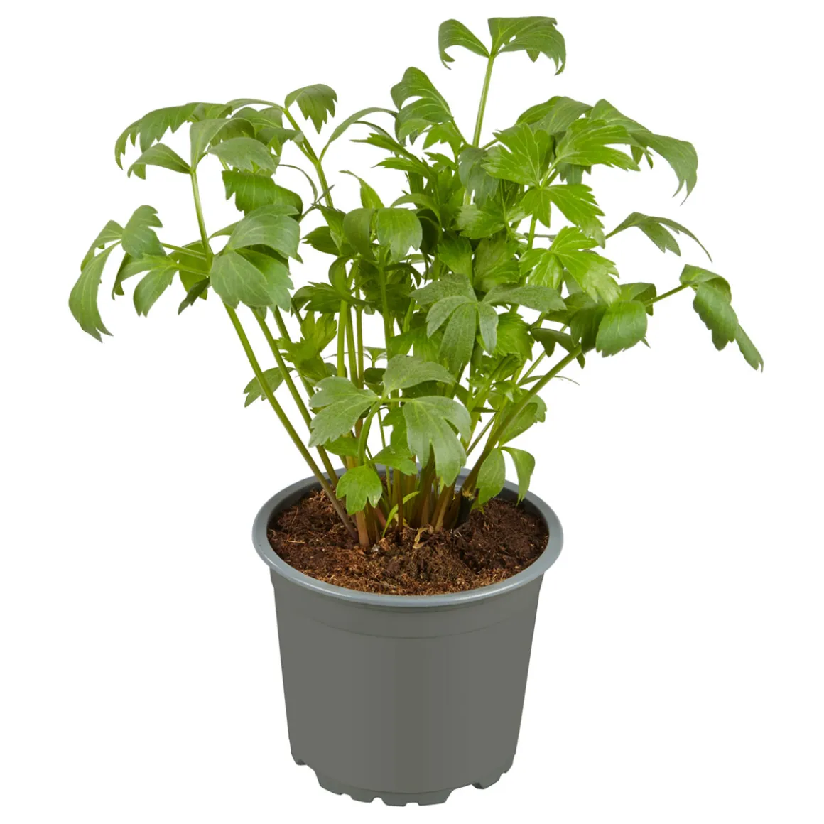 Plantiflor Gourmetkräuter Liebstöckel Topf 12 cm