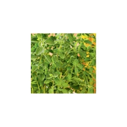 Plantiflor Gourmetkräuter Oregano Topf Durchmesser 12 cm