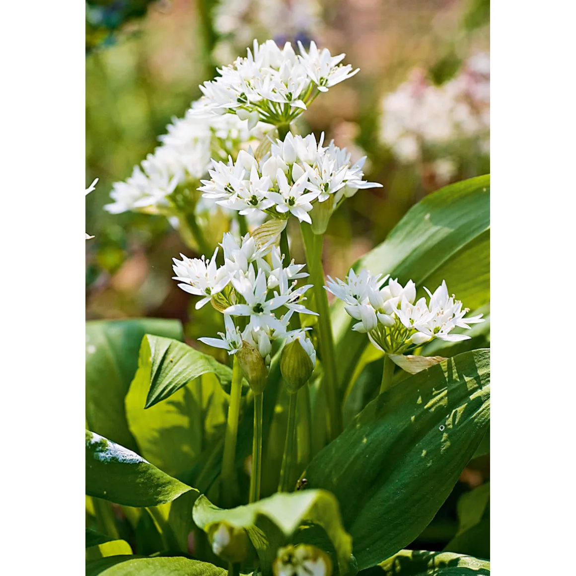 Plantiflor Gourmetkräuter Bärlauch Topf Durchmesser 12 cm