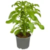Plantiflor Gourmetkräuter Stevia Topf 12 cm