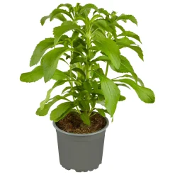 Plantiflor Gourmetkräuter Stevia Topf 12 cm