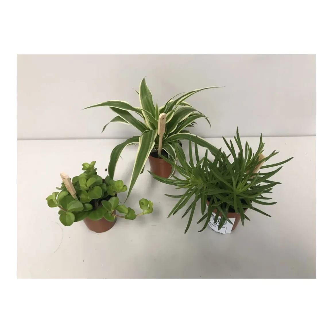 Plantiflor Grün-Mix T6