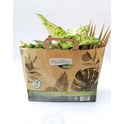 Plantiflor 3 Grünpflanzen in -Tüte