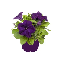 Plantiflor Großblumige Petunie verschiedene Farben Topf Durchmesser 10,5 cm