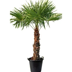 Plantiflor Hanfpalme Trachycarpus fortunei im Topf Durchmesser 30 cm
