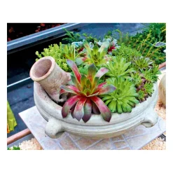 Plantiflor Hauswurz Topf-Ø 9 cm 6er-Pack