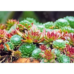 Plantiflor Hauswurz Topf-Ø 10,5 cm