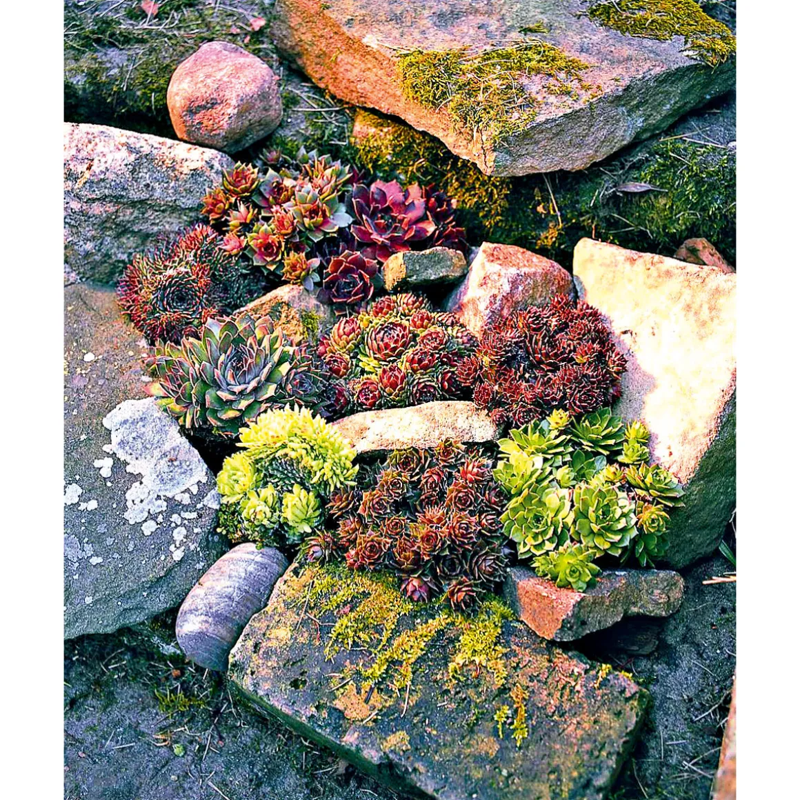 Plantiflor Hauswurz Topf-Ø 10,5 cm