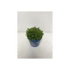 Plantiflor Hebe Green Boy T12