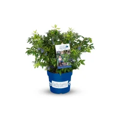 Plantiflor Heidelbeere Lucky Berry Topf Durchmesser 22 cm