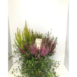 Plantiflor Heide-Mix T20