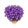 Plantiflor Herbst-Aster Topf Durchmesser 11 cm
