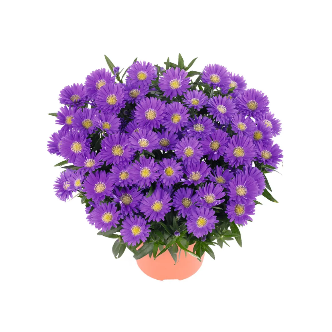 Plantiflor Herbst-Aster Topf Durchmesser 11 cm