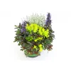 Plantiflor Herbstpflanzen-Trio TrioLino Topf Durchmesser 13 cm