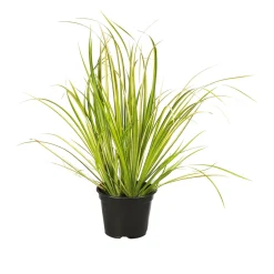 Plantiflor Herbstzauber verschiedene Sorten Topf Durchmesser 11 cm