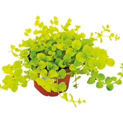 Plantiflor Herbstzauber verschiedene Sorten Topf Durchmesser 11 cm