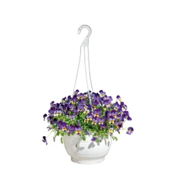 Plantiflor Hornveilchen Ampel Durchmesser 25 cm