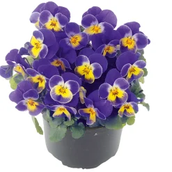 Plantiflor Hornveilchen Topf Durchmesser 9 cm