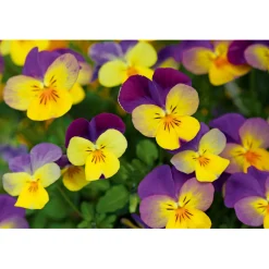 Plantiflor Hornveilchen Topf Durchmesser 9 cm