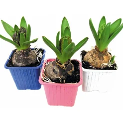 Plantiflor Hyanzinthe im Farbmix