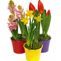 Plantiflor Hyanzithe verschiedene Farben