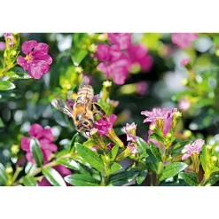 Plantiflor Japanische Scheinmyrthe Flori Glory Topf 11 cm