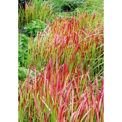 Plantiflor Japanisches Blutgras Red Baron Topf Durchmesser 19 cm