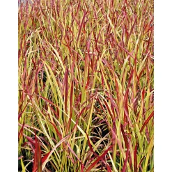 Plantiflor Japanisches Blutgras Red Baron Topf Durchmesser 19 cm