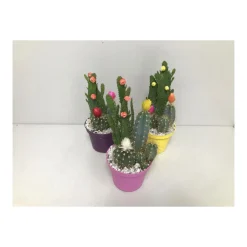 Plantiflor Kakteen mit geklebten Blüten verschiedene Sorten T10
