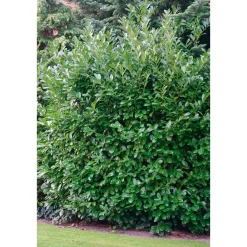 Plantiflor Kirschlorbeer Novita 80-100 cm