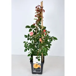 Plantiflor Kletterrose „Orange“, Topf Ø 23 cm