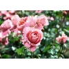 Plantiflor Kletterrose „Rosa“, Topf Ø 23 cm