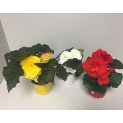 Plantiflor Knollenbegonie verschiedene Farben T12