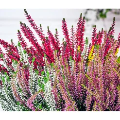 Plantiflor Knospenblüherheide Calluna Beauty Ladies Topf-⌀ 6 cm