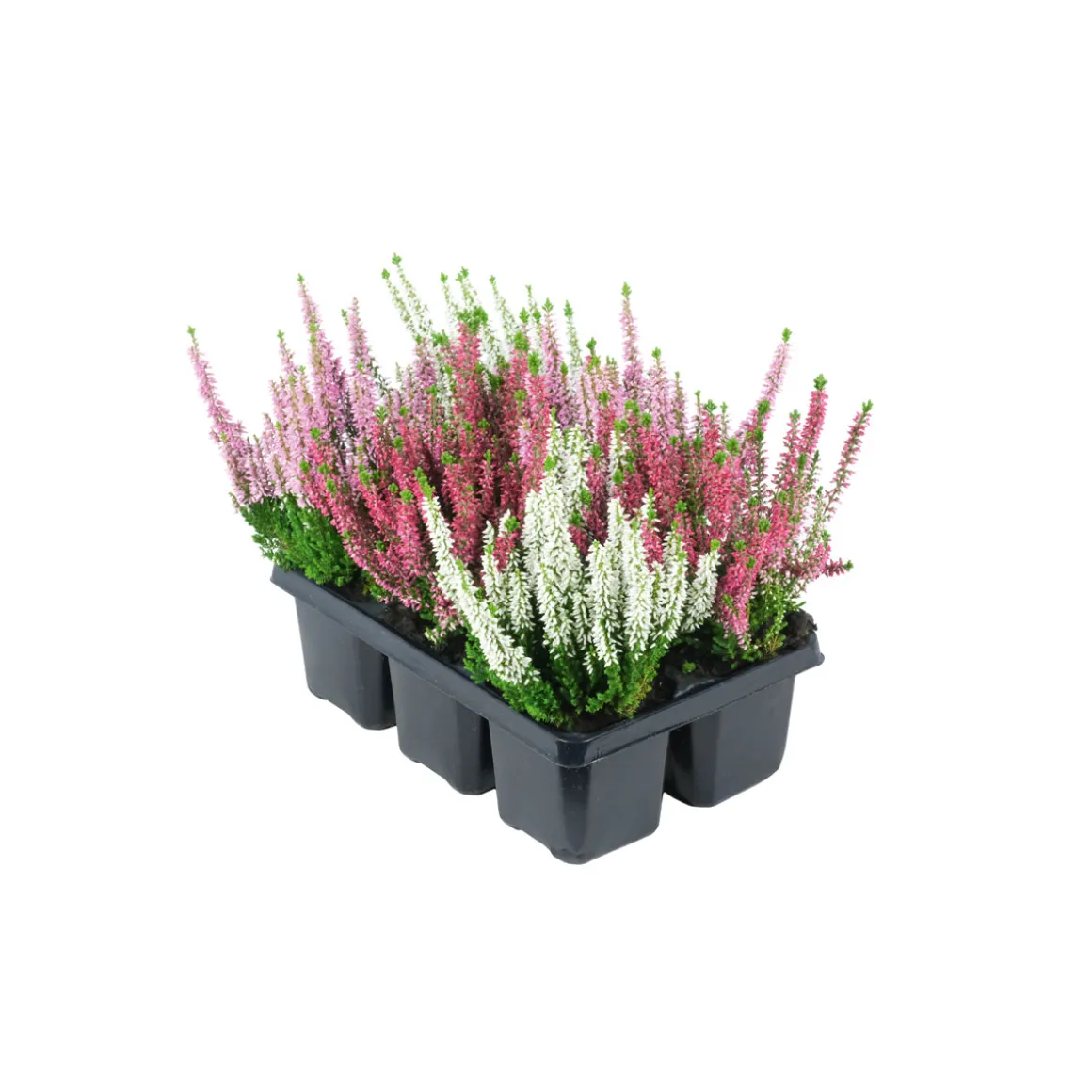 Plantiflor Knospenheide Beauty Ladies Topf Durchmesser 9 cm 6er Pack