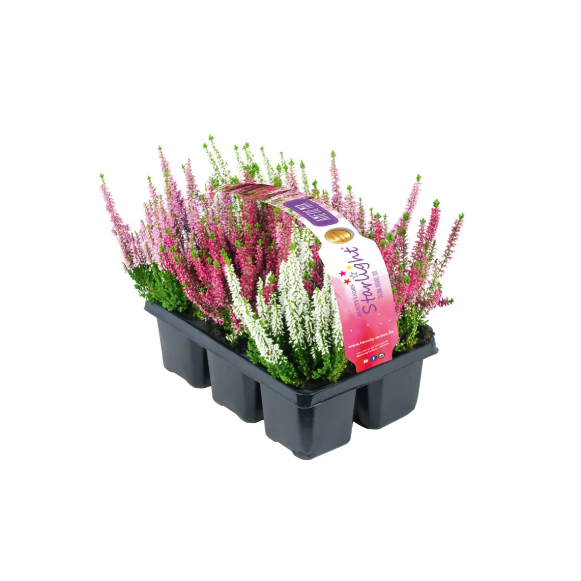 Plantiflor Knospenheide Beauty Ladies Topf Durchmesser 9 cm 6er Pack