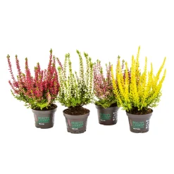 Plantiflor Knospenheide Beauty Ladies Topf Durchmesser 9,5 cm